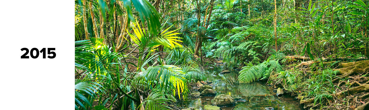 Brookfarm Rainforest in 2015