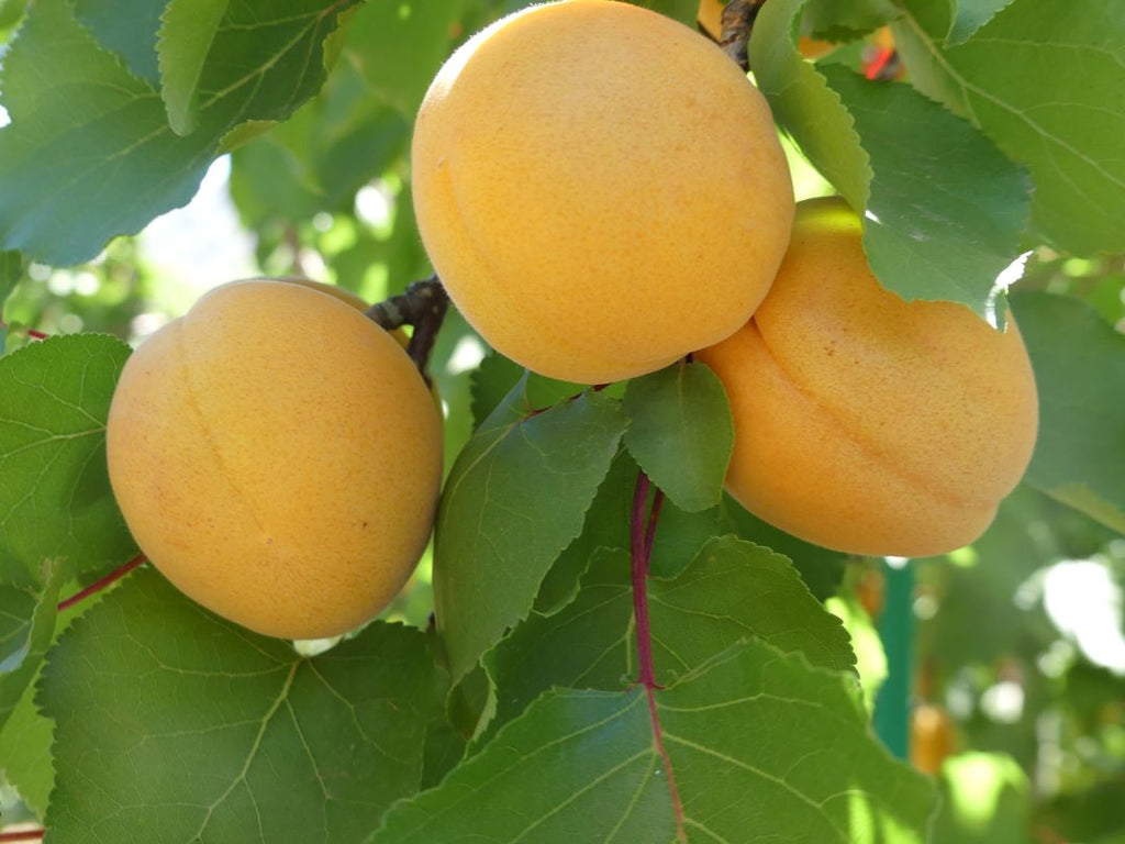 Australian Apricots Brookfarm Sustainably grown