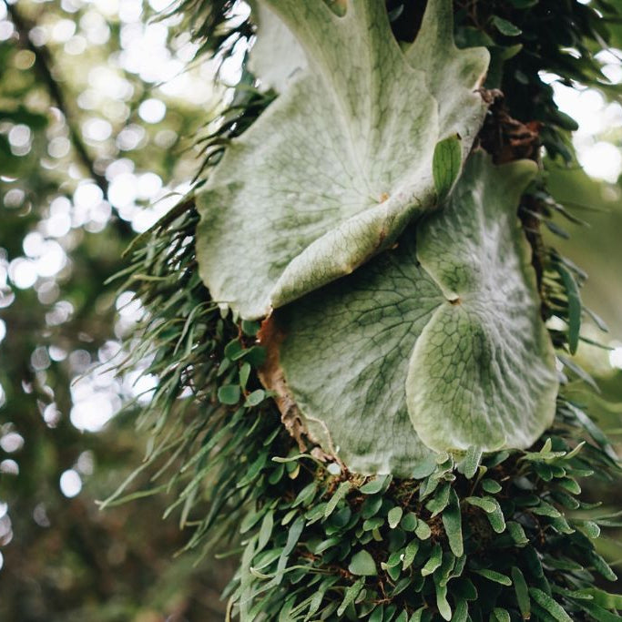 Our Macadamia Trees: A Thriving Example of Biodiversity on a Commercial Farm