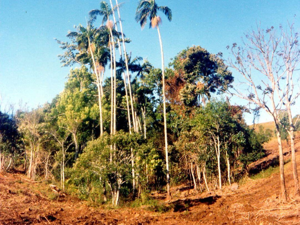 Brookfarm Story History Sustainability Rainforest Regeneration Australian Muesli Big Scrub