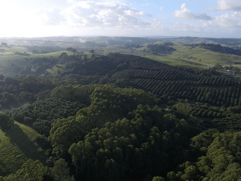 Brookfarm Story History Sustainability Rainforest Regeneration Australian Muesli After