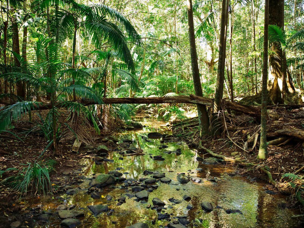 Rainforest Brookfarm Regeneration