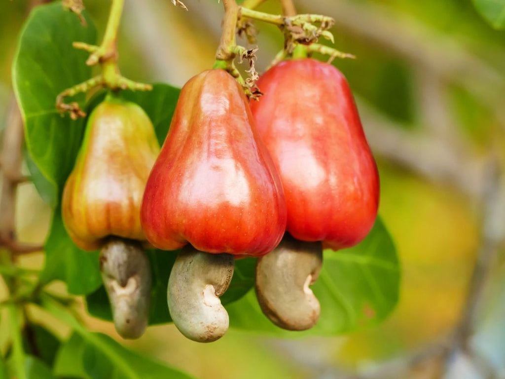 Cashews NEW Roasted Nuts Australian Flavours Brookfarm