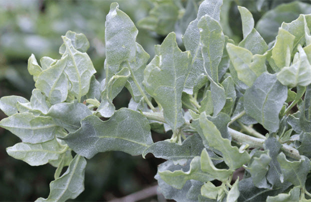 Saltbush